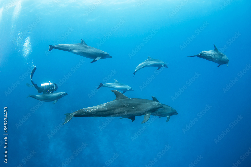 Naklejka premium Bottlenose dolphin, French Polynesia