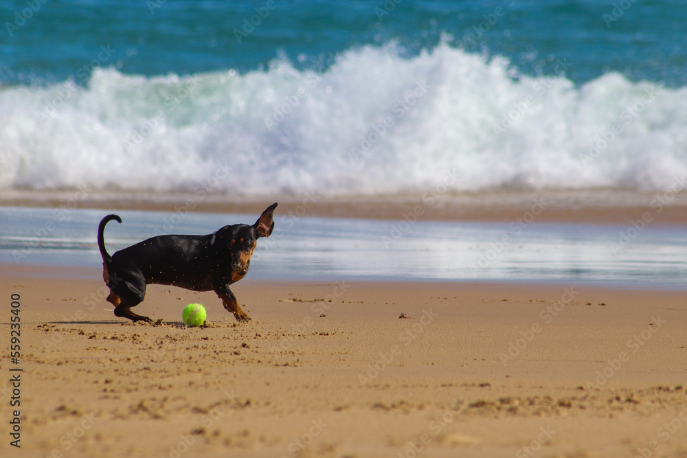 Dachshund pup playing and having fun on the beach Dachshund pup playing and having fun on the beach