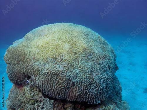 corals, coral reef