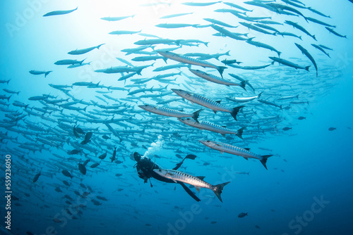 Group of barracuda and diver, French Polynesia