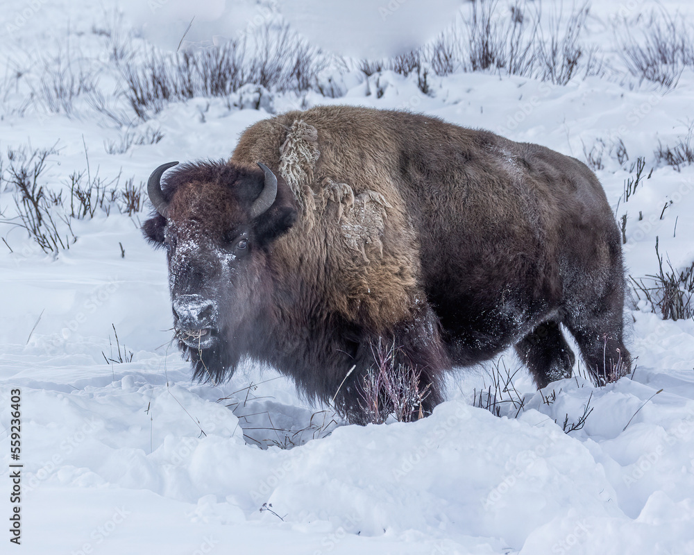 Bison in snow