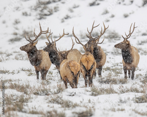 Group of Bull elk standing in snow in Rocky Mountains