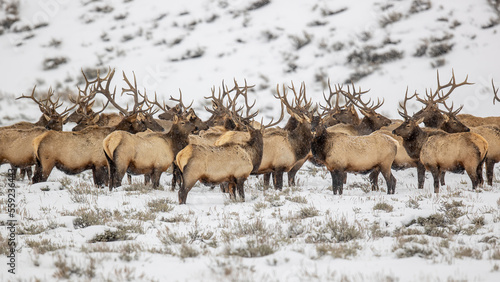 Bull elk gathered together in snow photo