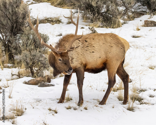 Bull elk in snow