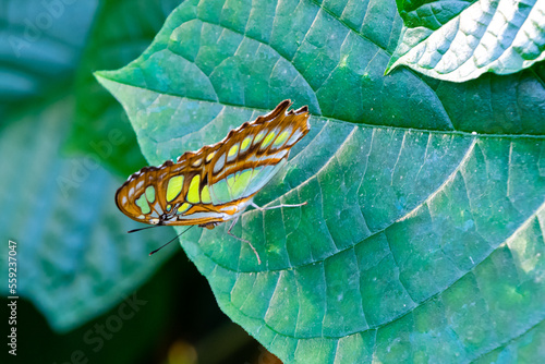 Design details and colors of a butterfly's wings