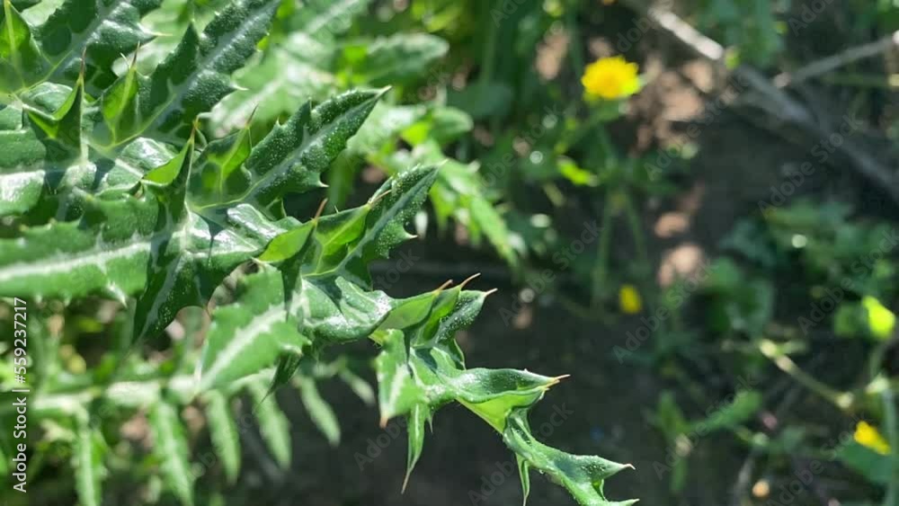 close up, thorny leaves in the nature. High quality FullHD footage close up, thorny leaves in the nature. High quality FullHD footage