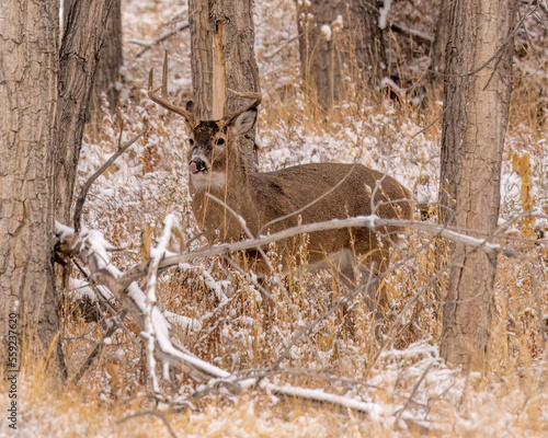 Φωτογραφία Whitetail deer buck standing in wooded thicket