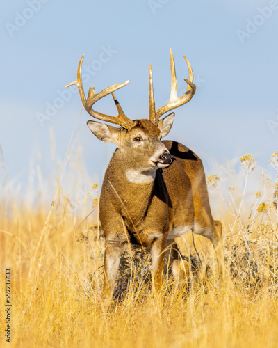 Trophy whitetail deer buck approaching through field photo