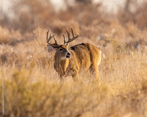 Whitetail buck in grass field