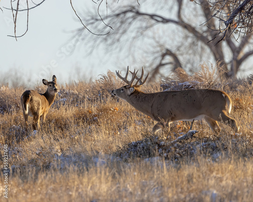 Trophy whitetail buck with doe