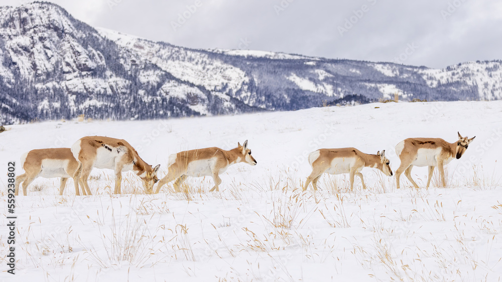 Pronghorn antelope herd walking in snow Pronghorn antelope herd walking in snow