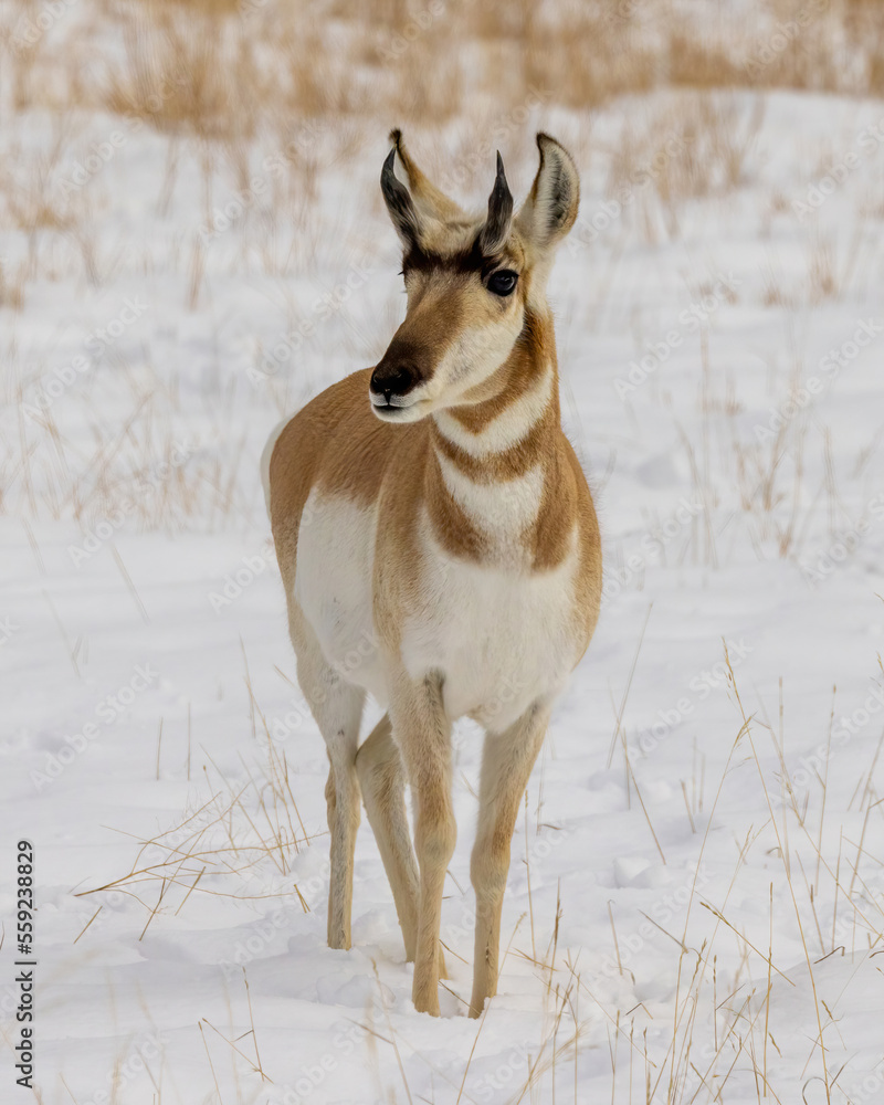 Pronghorn antelope standing in snow Pronghorn antelope standing in snow