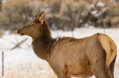 Female cow elk standing in snowy field
