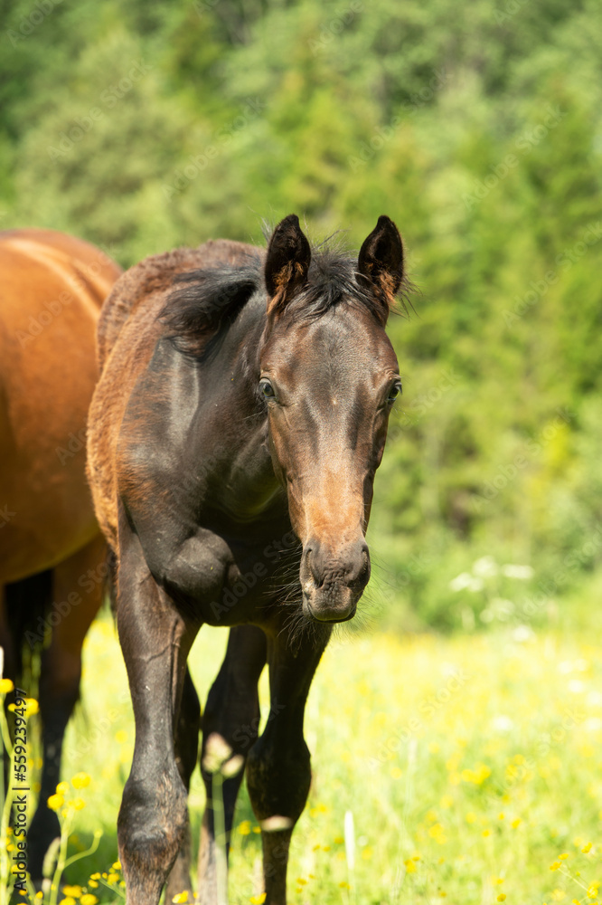 Fototapeta premium portrait of foal walking at freedom at pasture with foal. sunny summer day