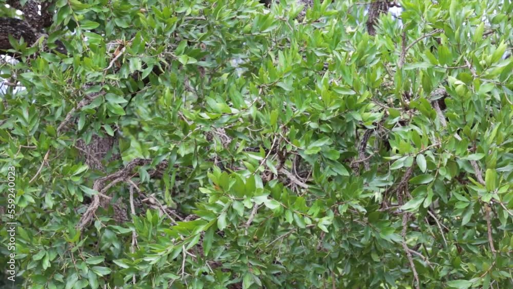 Relaxing scenery of gentle breeze on tree leaves Relaxing scenery of gentle breeze on tree leaves