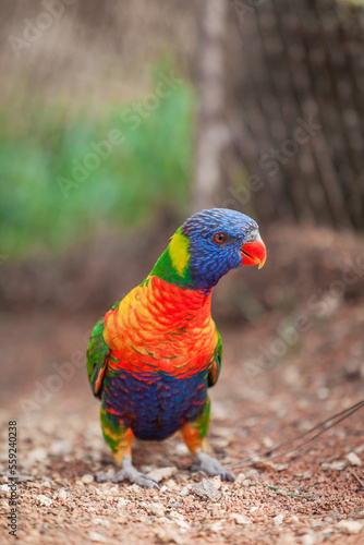 rainbow lorikeet parrot