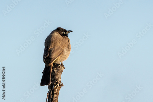 An Arabian nightingale perched on a branch. Pycnonotus xanthopygos photo