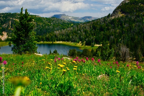 mountain wildflowers © Tyler