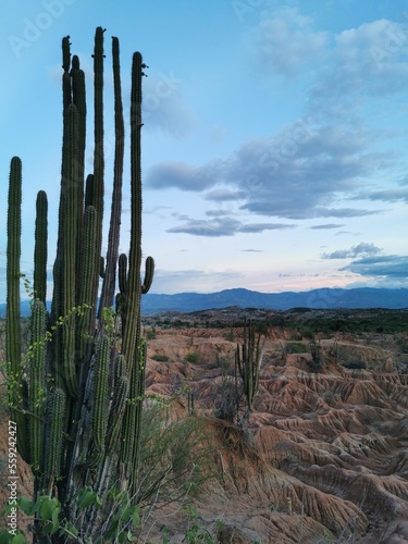 cactus in desert © Nathalie