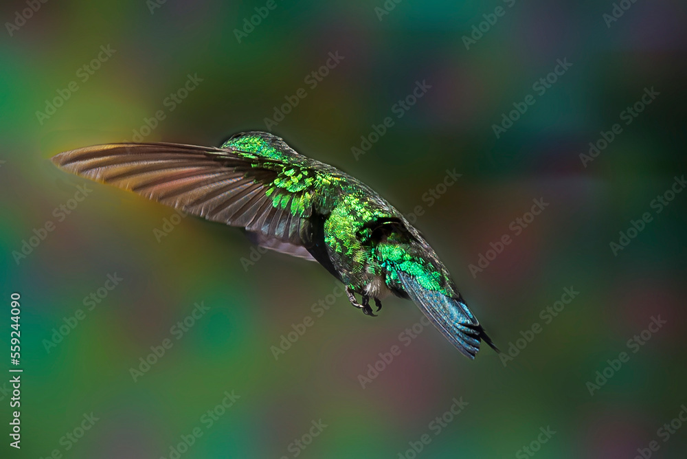 Obraz premium Colibrí volando con las alas extendidas hacia adelante