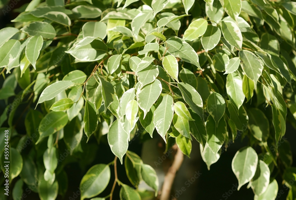 Indoor ficus benjamina plant in a pot close-up. Ficus benjamina. Moraceae Family Indoor ficus benjamina plant in a pot close-up. Ficus benjamina. Moraceae Family