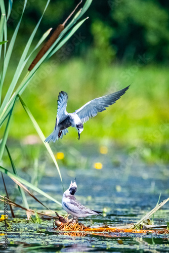 Black Tern feeding her young