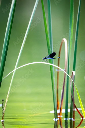 Dragonfly Calopteryx splendens on the Narew River © Krzysztof