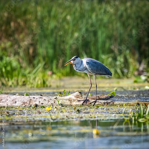 Gray heron while fishing in the river © Krzysztof