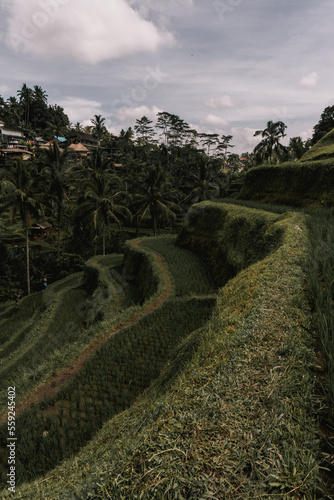 Tegallalang Indonesia nature natural beauty