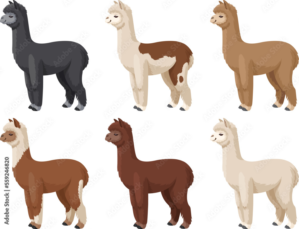 Fototapeta premium Alpaca set vector illustration. Colored alpacas standing on a white background