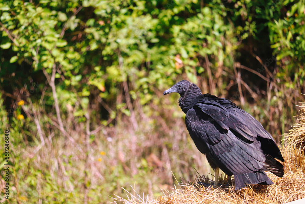 Fototapeta premium Black Vulture