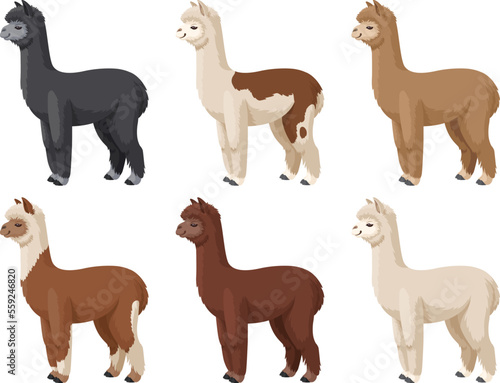 Alpaca set vector illustration. Colored alpacas standing on a white background