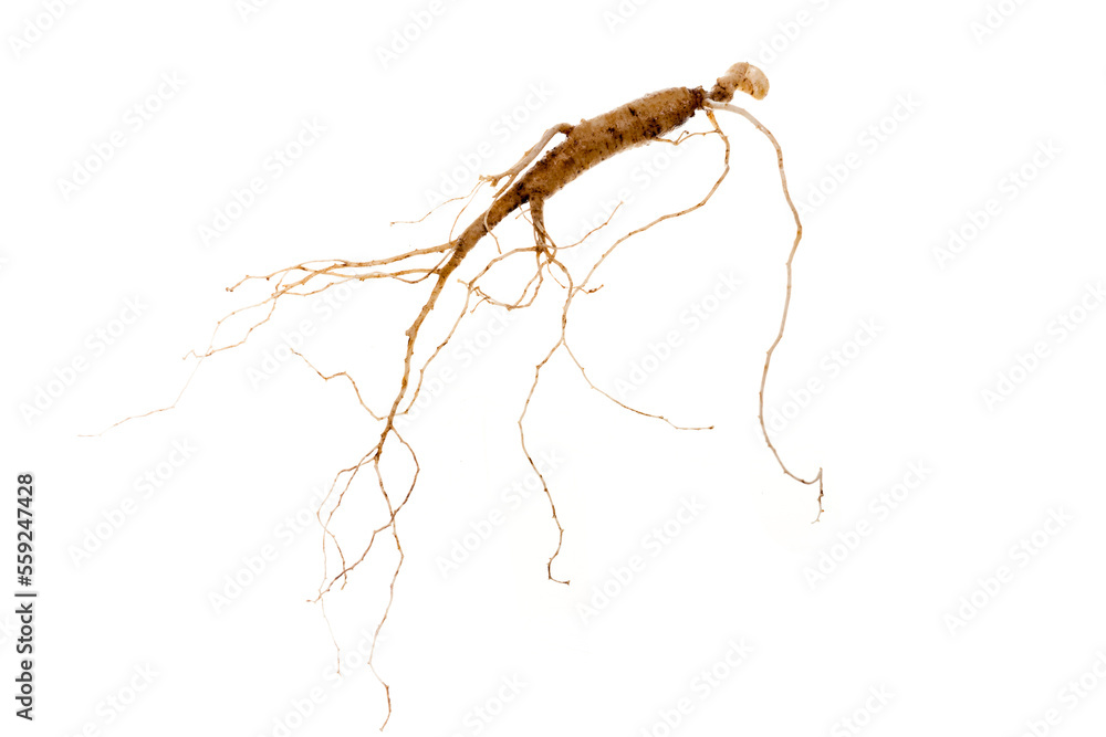 Wild Korean ginseng. Wild Ginseng has been used in best traditional