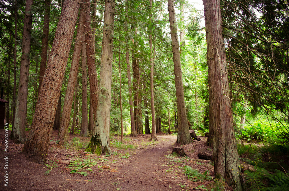 path in the forest