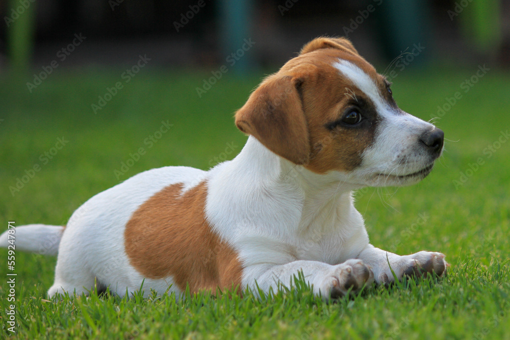 Jack Russel puppy at play