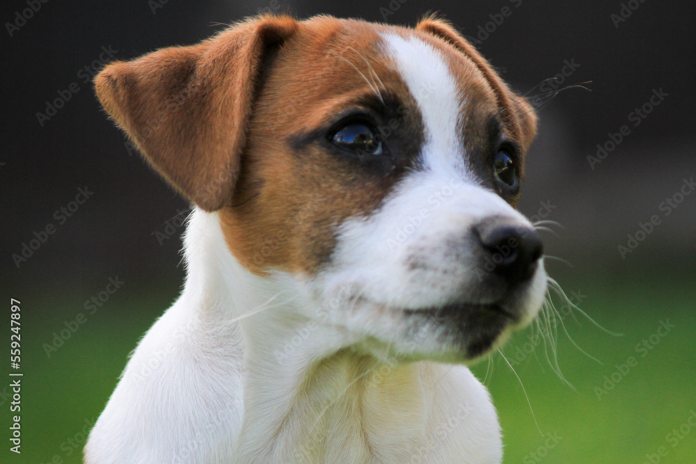 Jack Russel puppy at play