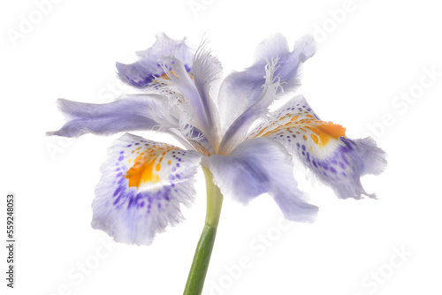 Iris japonica flower head