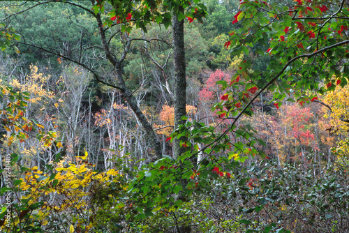 Hardwood forest along the Rappahanock River in the Voorhees Nature Preserve, VA. photo