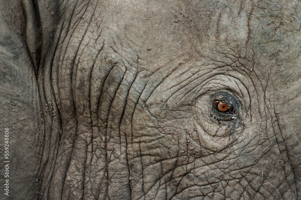 Elephant Eye at Dusk, Moremi Game Reserve,Botswana Elephant Eye at Dusk, Moremi Game Reserve,Botswana