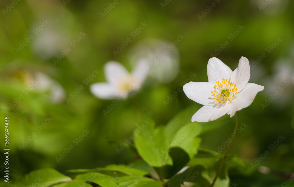 White anemone flower in spring forest, macro White anemone flower in spring forest, macro