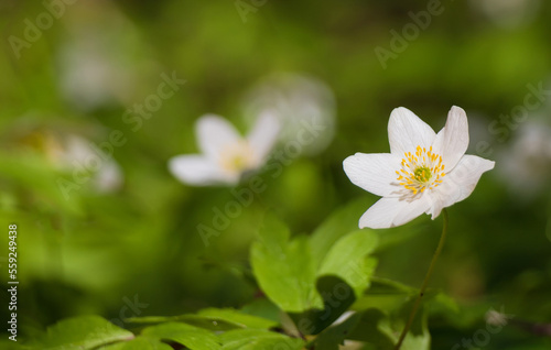 White anemone flower in spring forest, macro