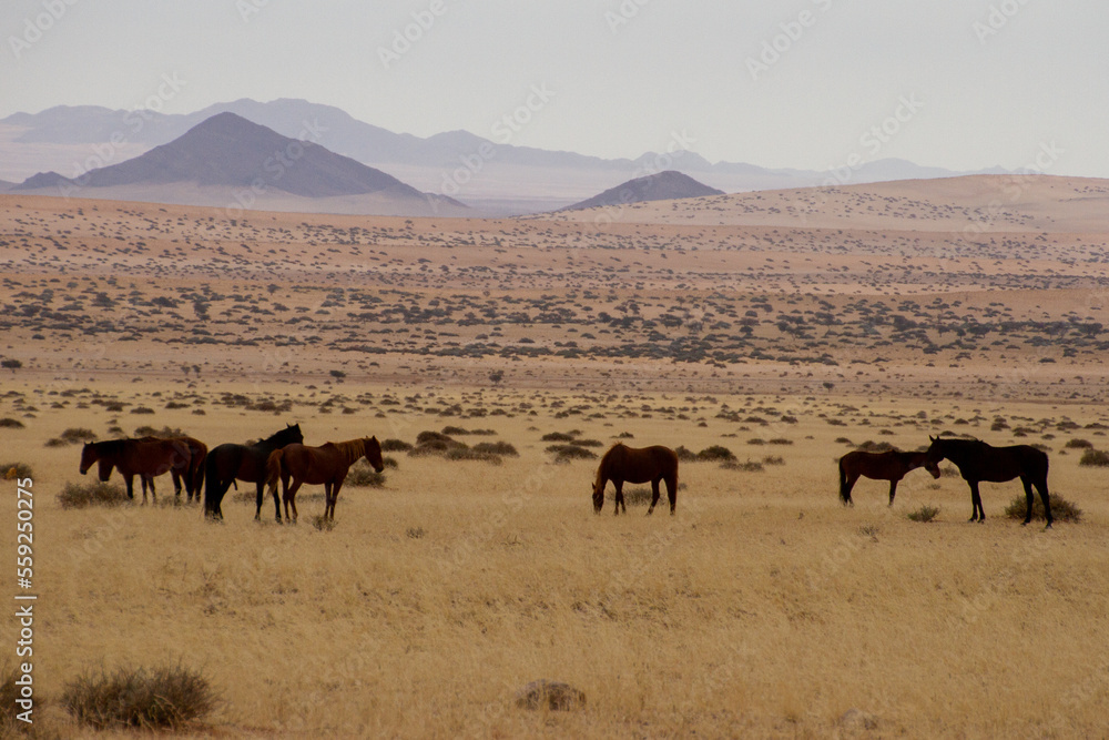 Wild horses in the Namib desert