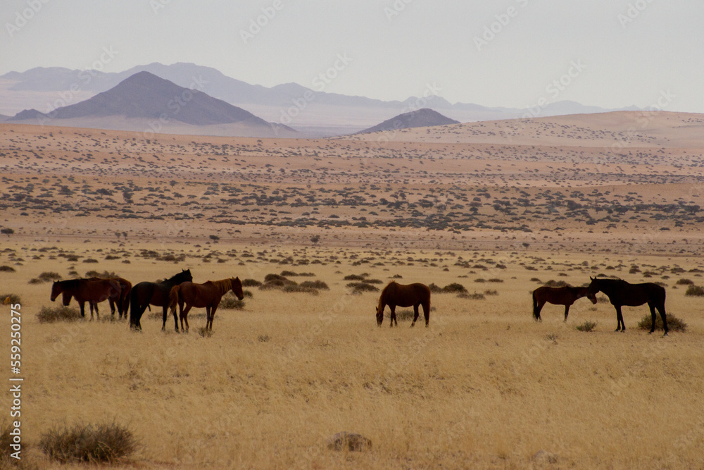 Wild horses in the Namib desert Wild horses in the Namib desert