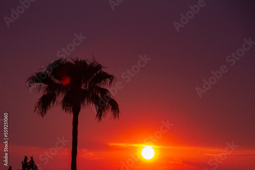 Fototapeta Naklejka Na Ścianę i Meble -  Palm tree sunset, Mariental Namibia