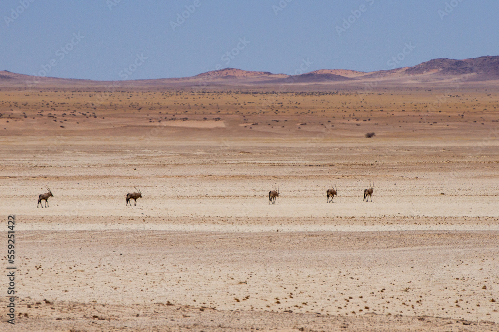 Oryx in the Namib desert Oryx in the Namib desert