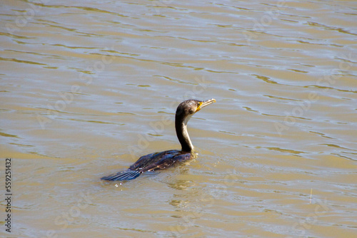 black swan on the water