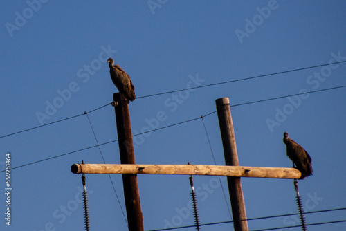 Cape Vultures on pylon photo
