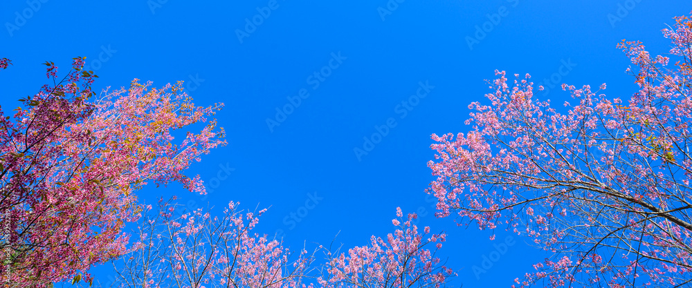 Beautiful Pink Cherry Blossom or Sakura flower blooming on tree in blue sky    