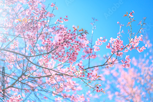 Beautiful Pink Cherry Blossom or Sakura flower blooming on tree in blue sky 
