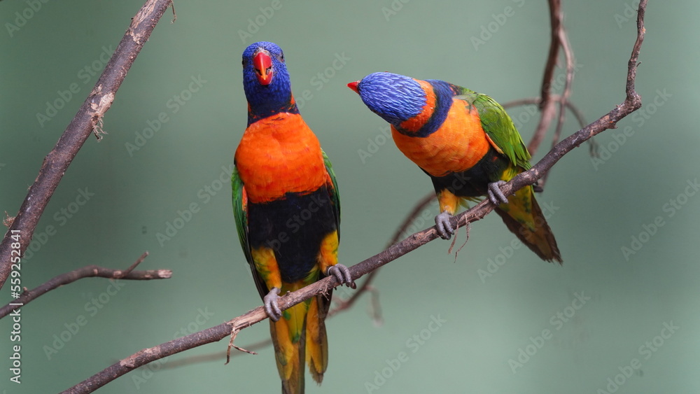 Obraz premium Red-collared lorikeet|Psittaciformes|Trichoglossus|Trichoglossus|紅領吸蜜鸚鵡| rubritorquis红领彩虹鹦鹉